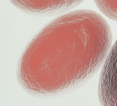 These markers assess immune resilience and kidney function—both of which decline with age. Maintaining strong immune and filtration systems is essential for detoxification, nutrient balance, and disease defense.