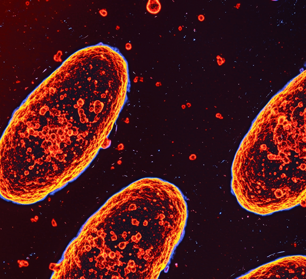 Chronic low-grade inflammation accelerates aging and underlies most age-related diseases. Monitoring white blood cells and inflammation ratios helps detect early immune dysfunction and systemic stress.